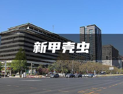 新甲壳虫